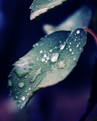 Rain Drops On Leaves - Obrázkek zdarma pro Nokia X1-00