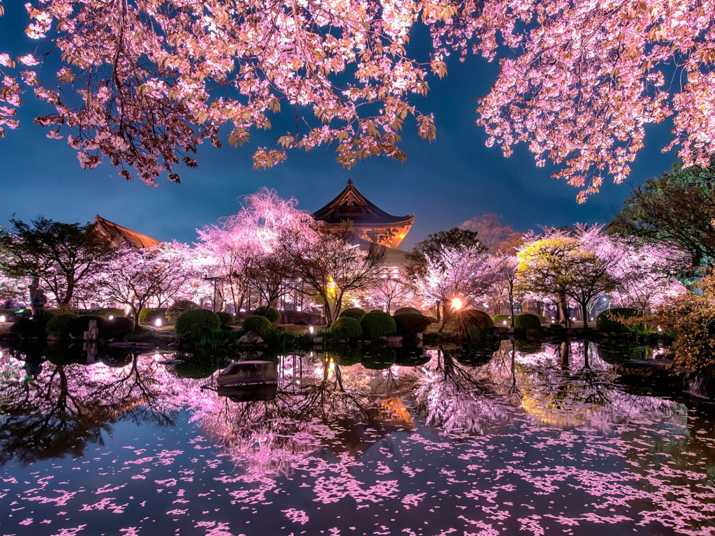 Sfondi Japan Cherry Blossom Forecast 1024x768