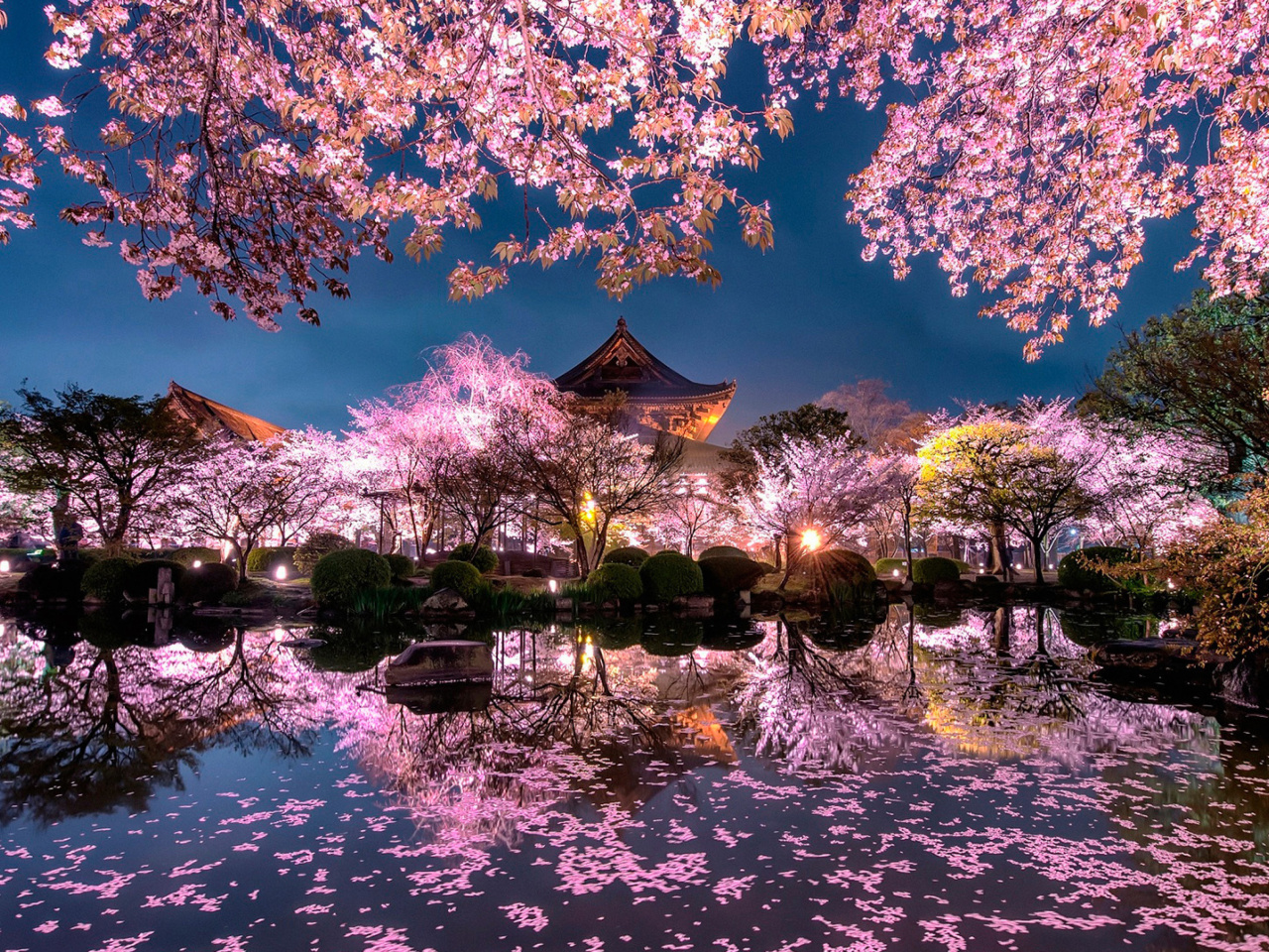 Das Japan Cherry Blossom Forecast Wallpaper 1280x960