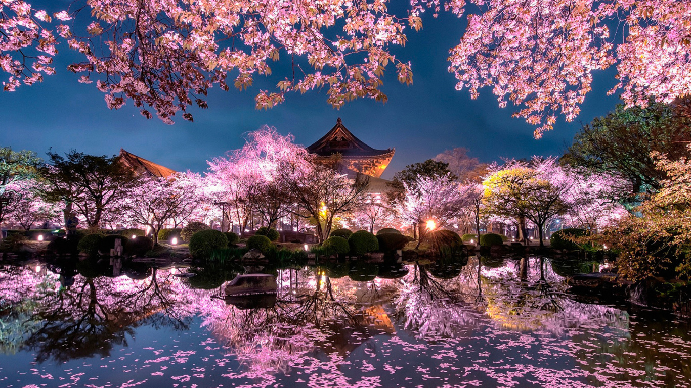 Screenshot №1 pro téma Japan Cherry Blossom Forecast 1366x768