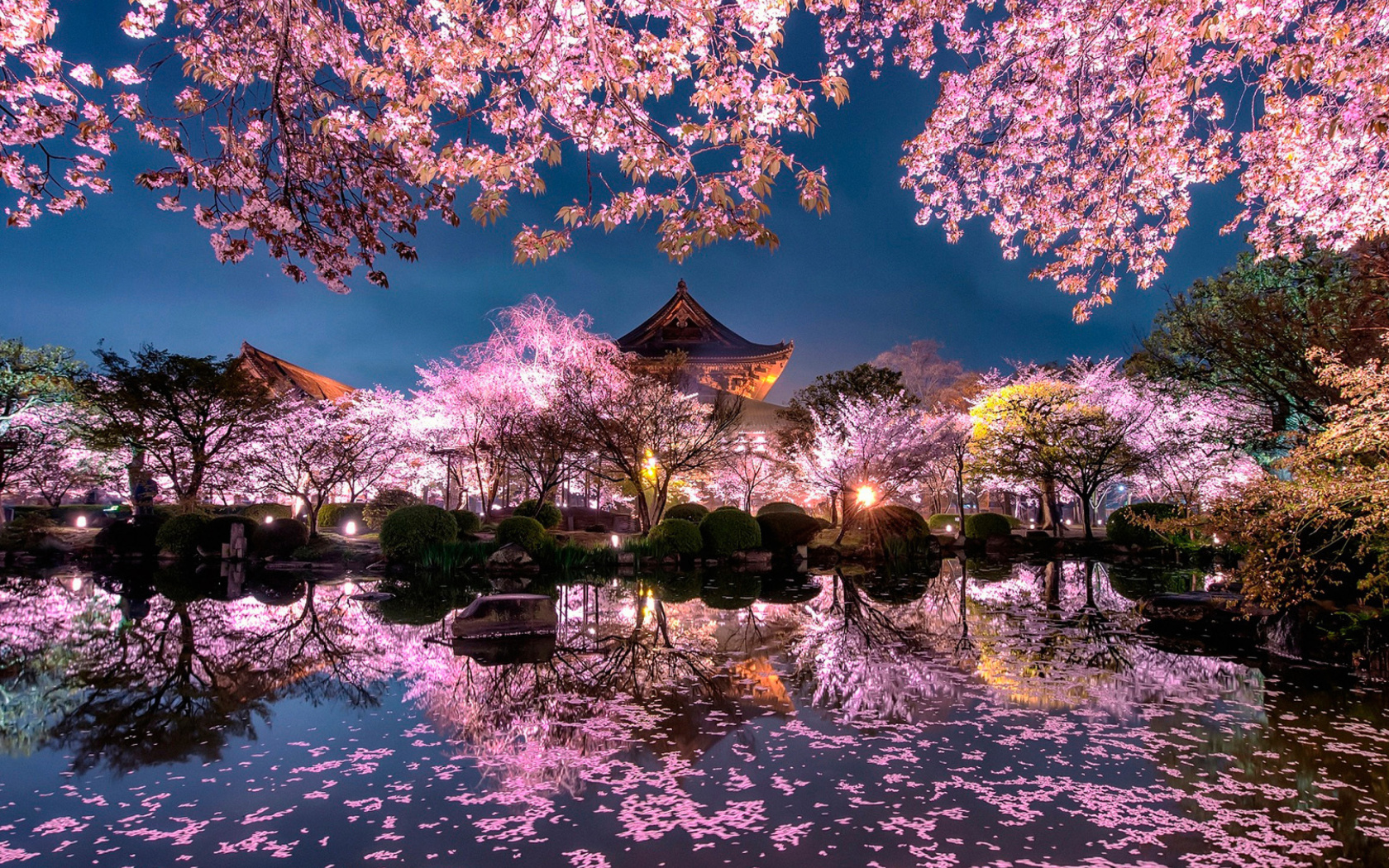 Screenshot №1 pro téma Japan Cherry Blossom Forecast 1680x1050