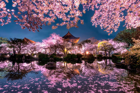 Fondo de pantalla Japan Cherry Blossom Forecast 480x320