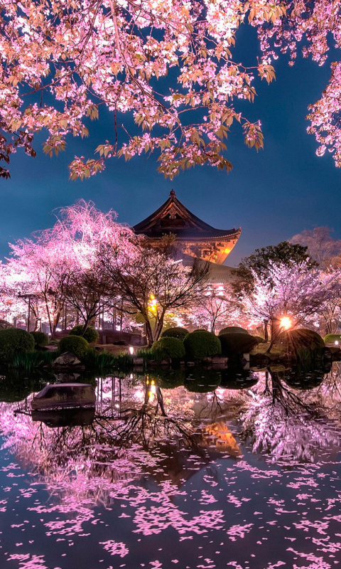 Обои Japan Cherry Blossom Forecast 480x800
