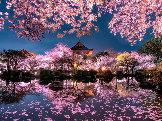 Fondo de pantalla Japan Cherry Blossom Forecast 640x480