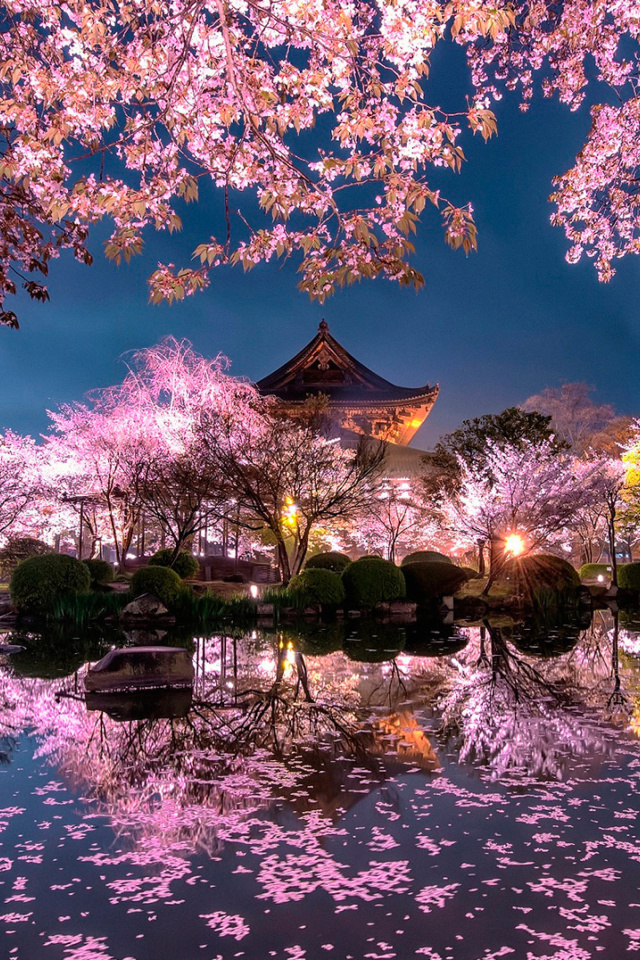 Sfondi Japan Cherry Blossom Forecast 640x960