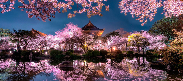 Sfondi Japan Cherry Blossom Forecast 720x320