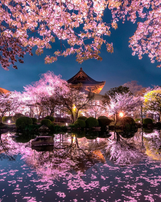 Japan Cherry Blossom Forecast papel de parede para celular para Nokia Asha 306