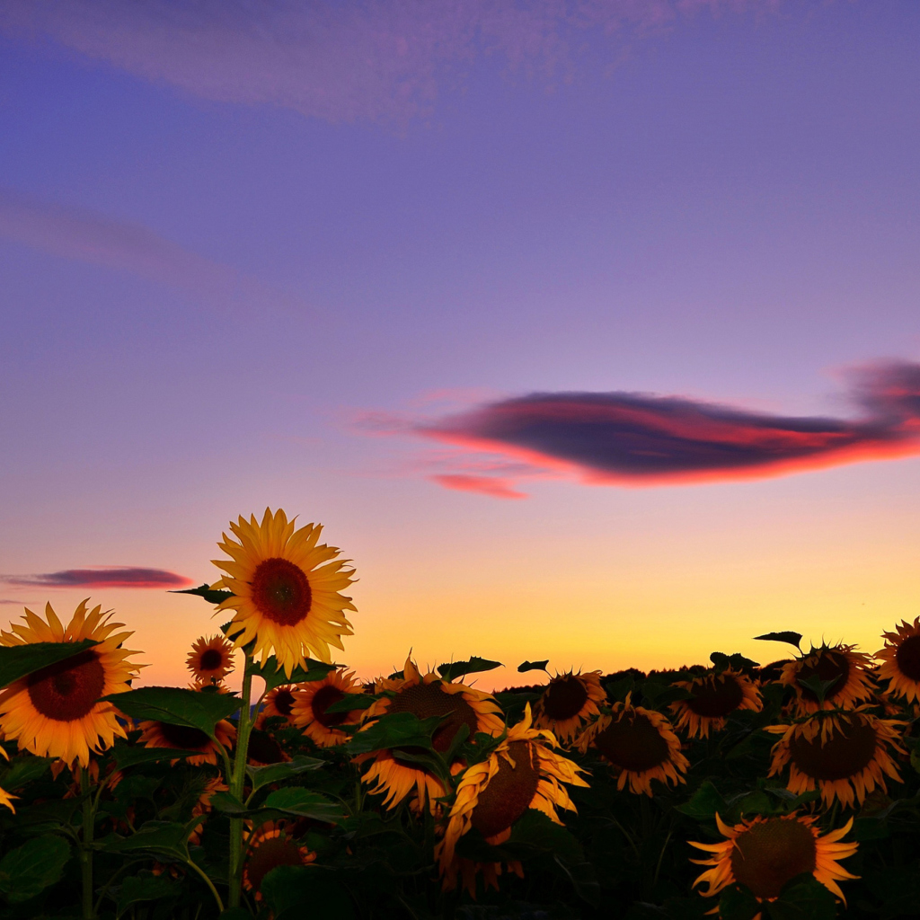 Sunflowers Waiting For Sun wallpaper 1024x1024