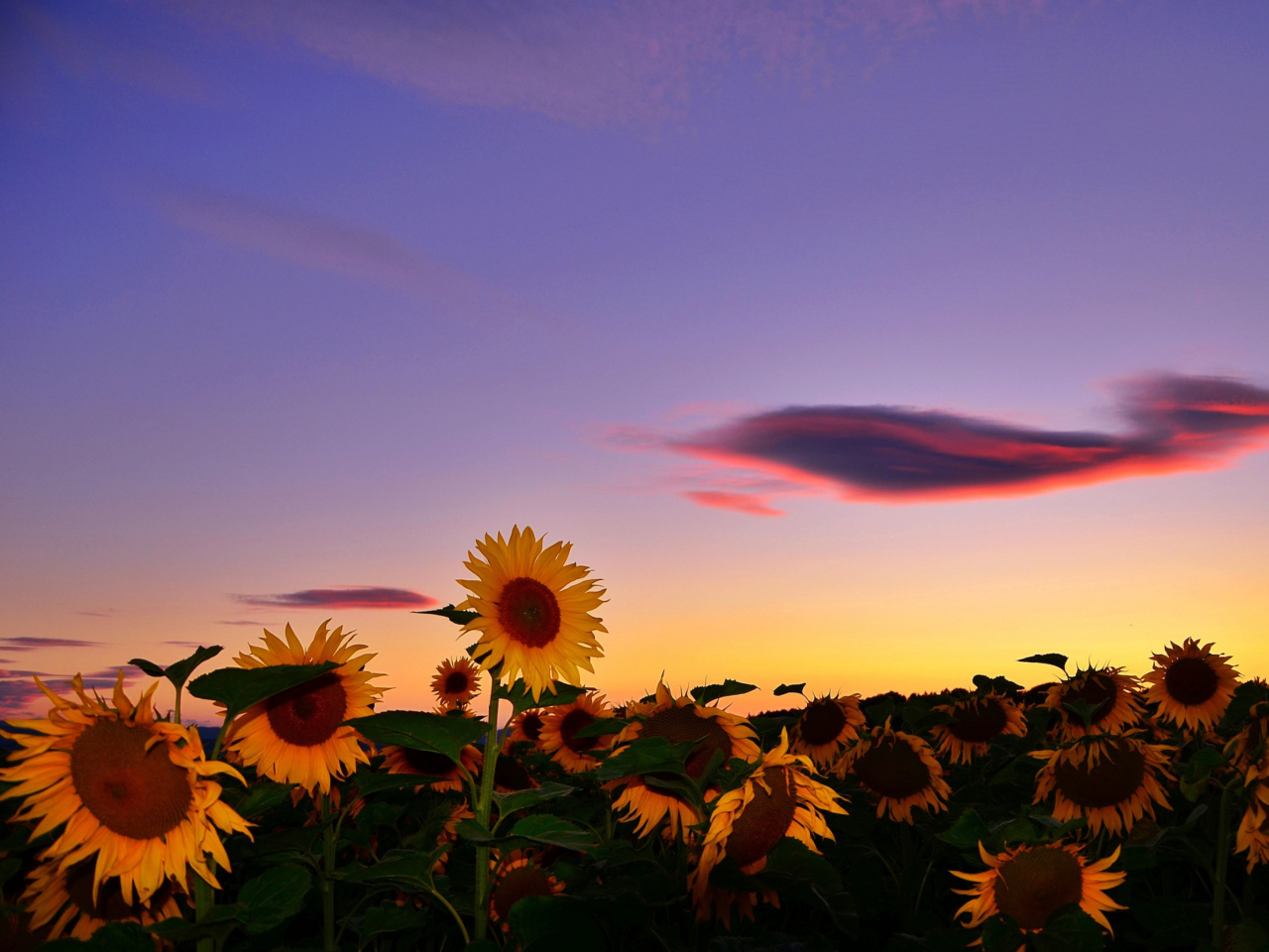 Fondo de pantalla Sunflowers Waiting For Sun 1280x960
