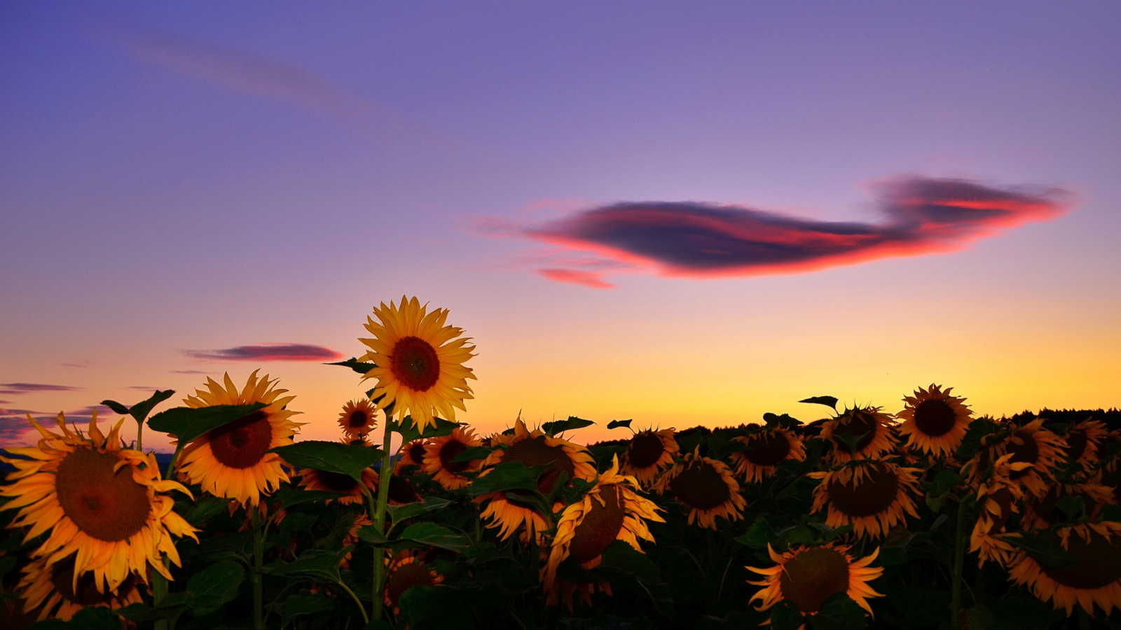 Sfondi Sunflowers Waiting For Sun 1600x900