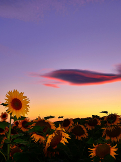 Das Sunflowers Waiting For Sun Wallpaper 240x320