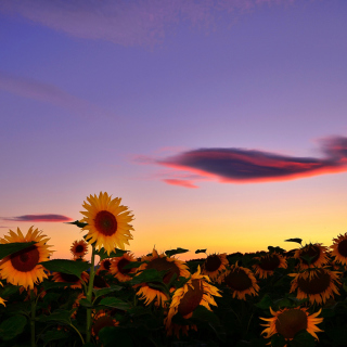 Sunflowers Waiting For Sun - Obrázkek zdarma pro 128x128