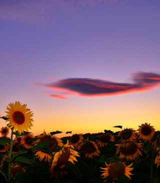 Sunflowers Waiting For Sun - Obrázkek zdarma pro iPhone 5C