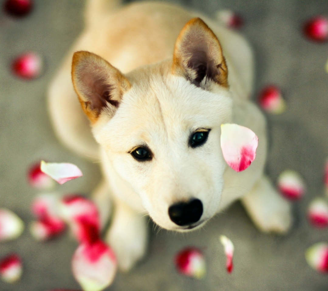 Das Dog And Rose Petals Wallpaper 1080x960