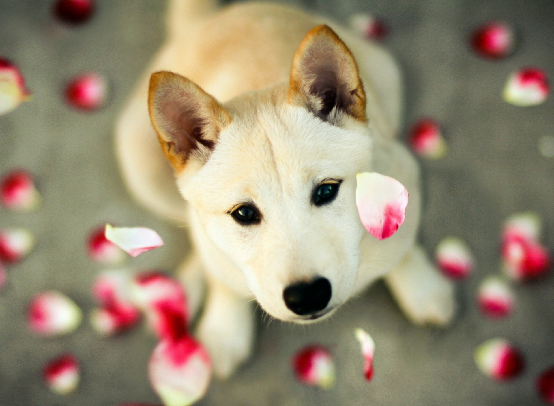 Обои Dog And Rose Petals 1920x1408