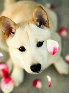 Screenshot №1 pro téma Dog And Rose Petals 240x320