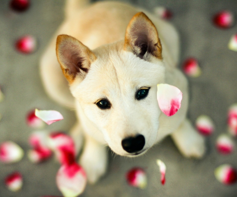 Dog And Rose Petals wallpaper 960x800