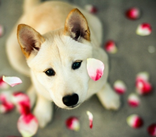 Kostenloses Dog And Rose Petals Wallpaper für 1024x1024