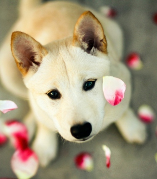 Dog And Rose Petals - Obrázkek zdarma pro Nokia 5233