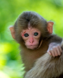 Обои Monkey Baby 128x160