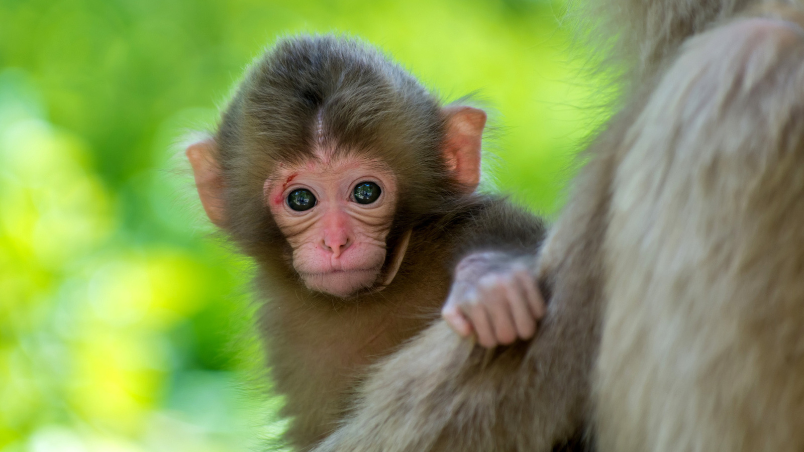 Fondo de pantalla Monkey Baby 1600x900