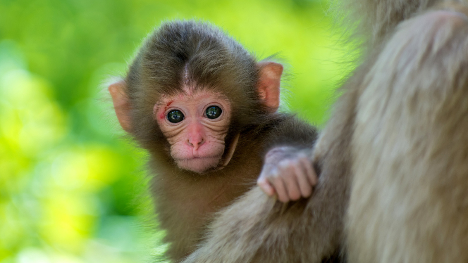 Monkey Baby screenshot #1 1600x900