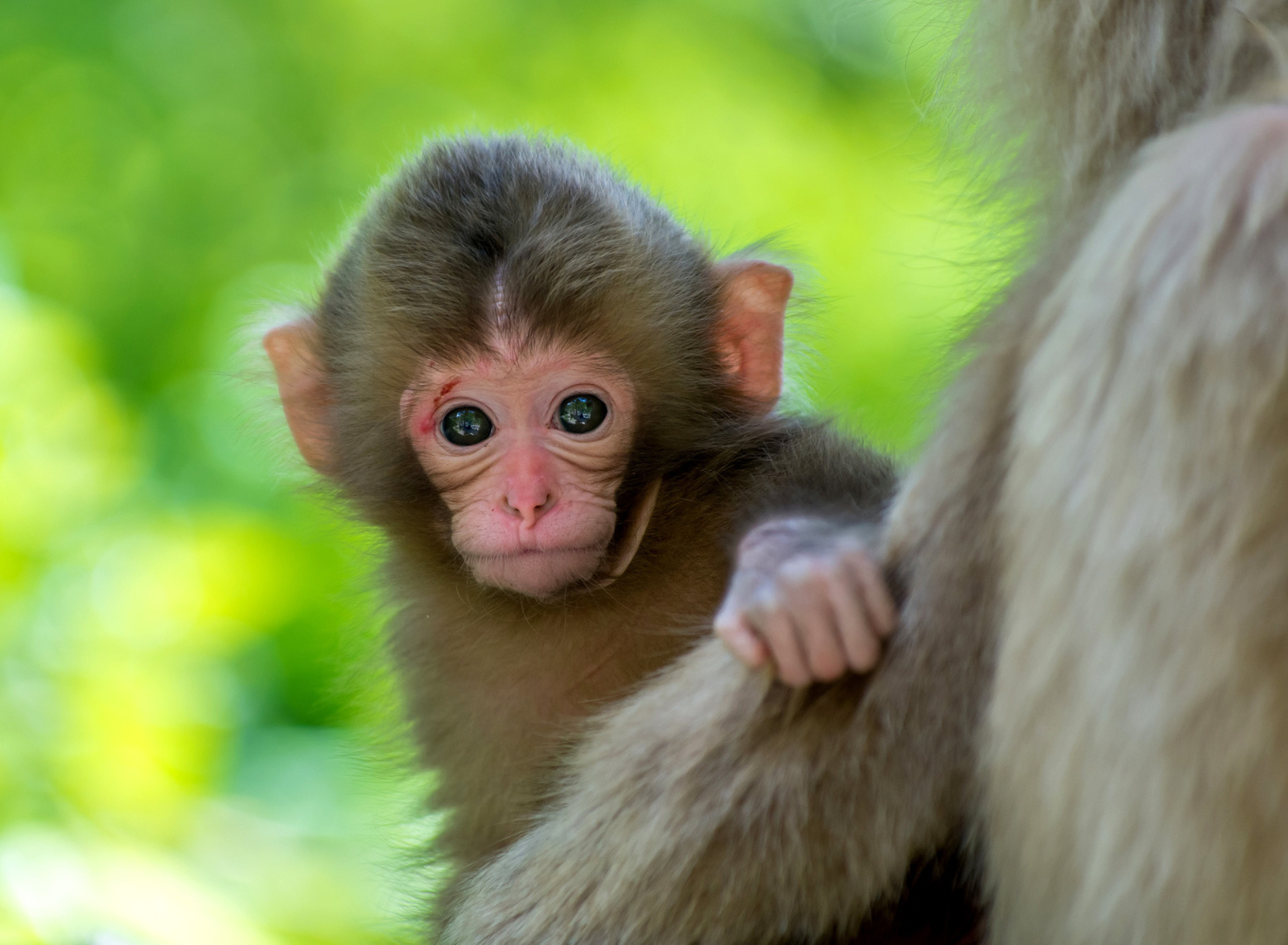 Обои Monkey Baby 1920x1408