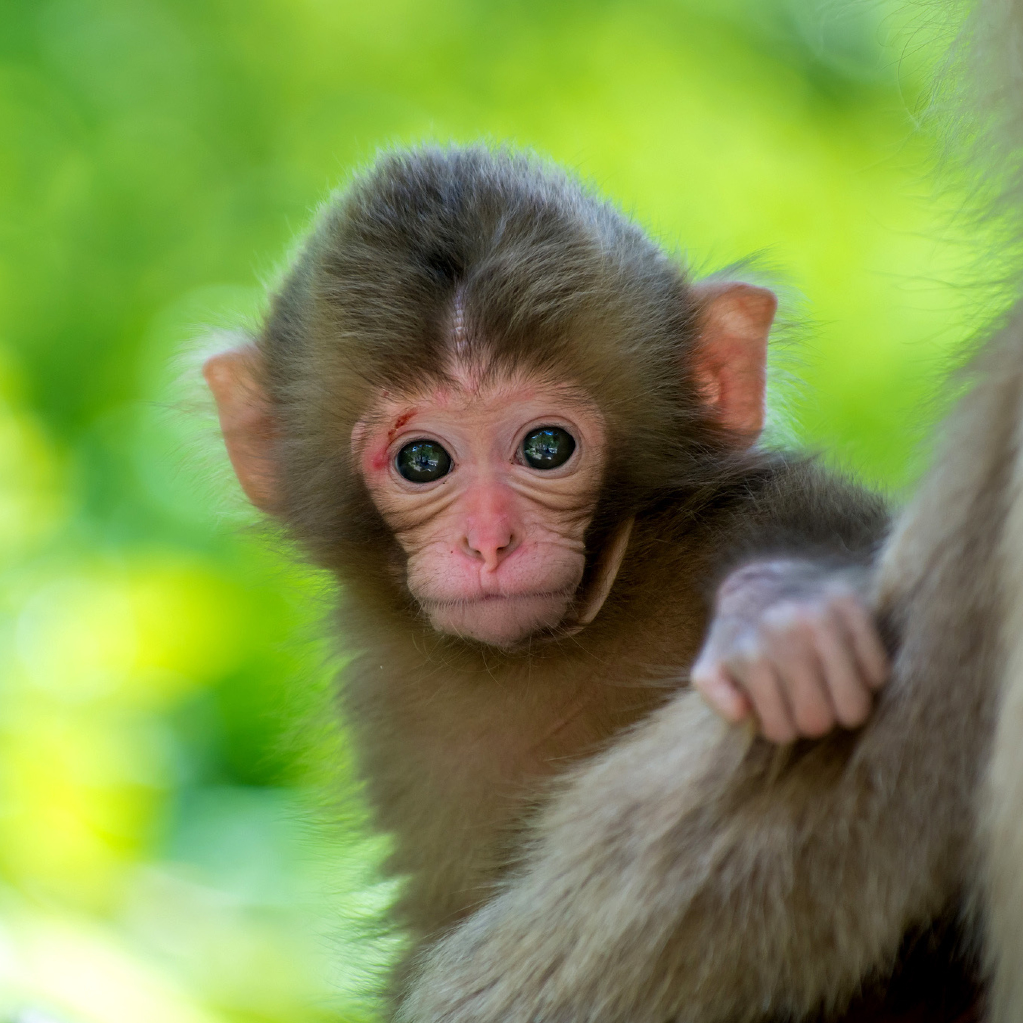 Das Monkey Baby Wallpaper 2048x2048