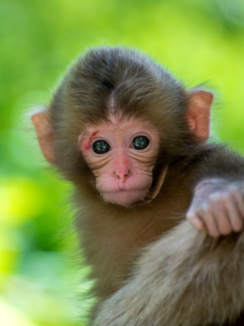 Обои Monkey Baby 480x640