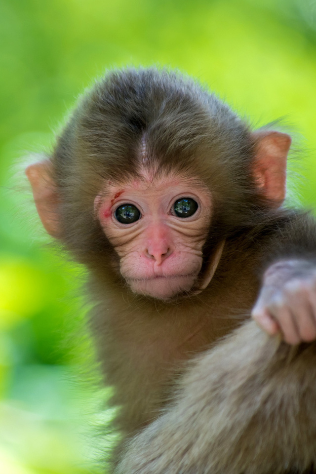 Monkey Baby wallpaper 640x960