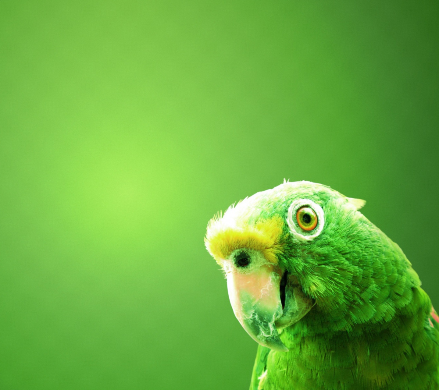 Обои Green Parrot 1440x1280