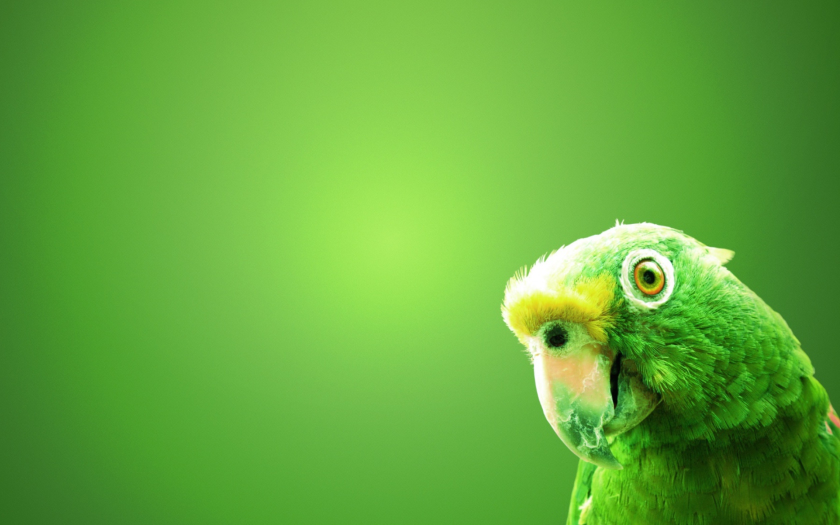 Fondo de pantalla Green Parrot 1680x1050