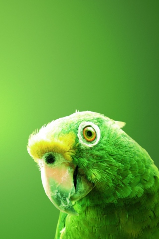 Fondo de pantalla Green Parrot 320x480