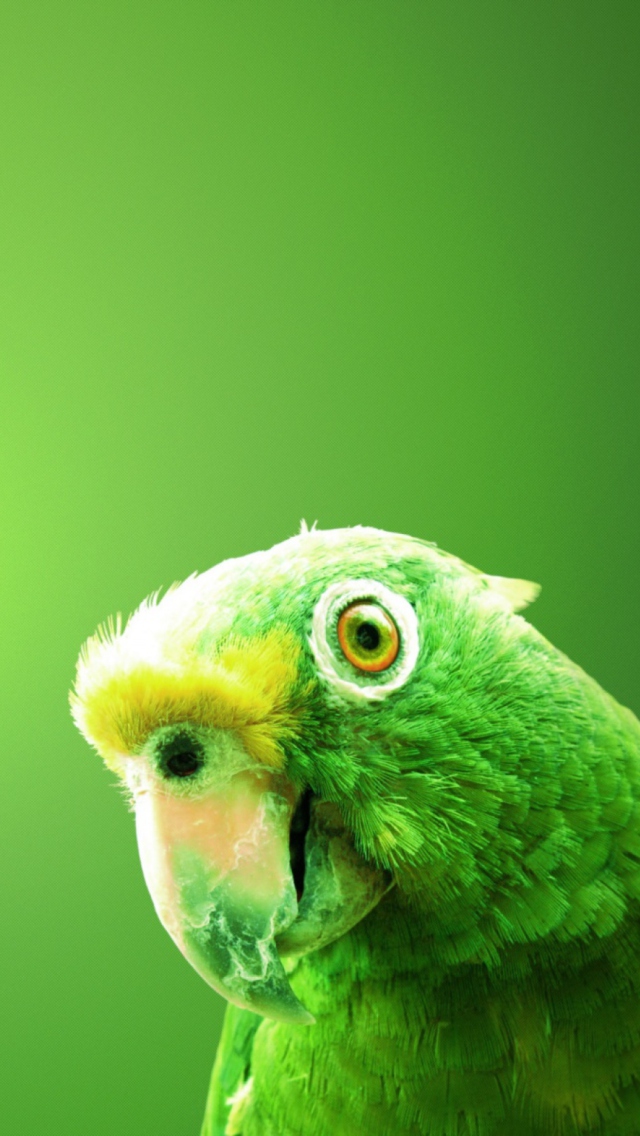 Screenshot №1 pro téma Green Parrot 640x1136