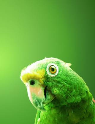 Green Parrot - Obrázkek zdarma pro 320x480