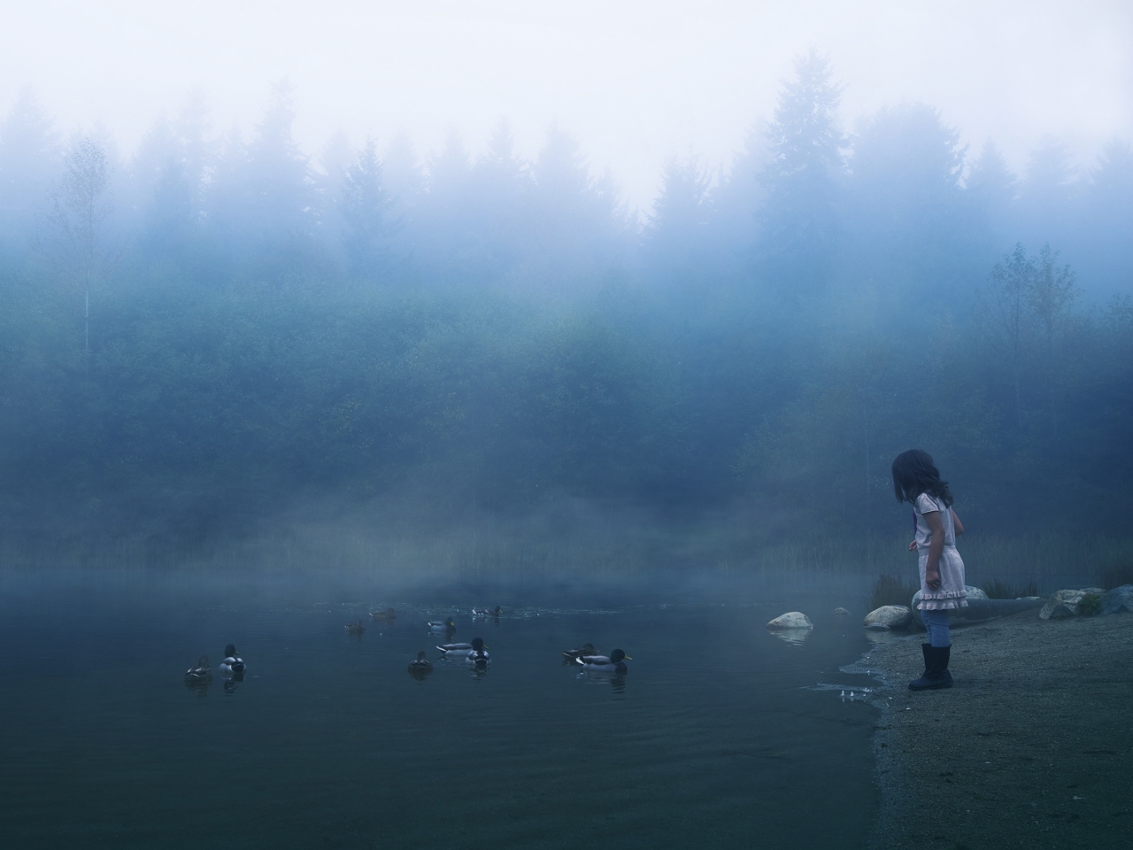Обои Child Feeding Ducks In Misty Morning 1280x960