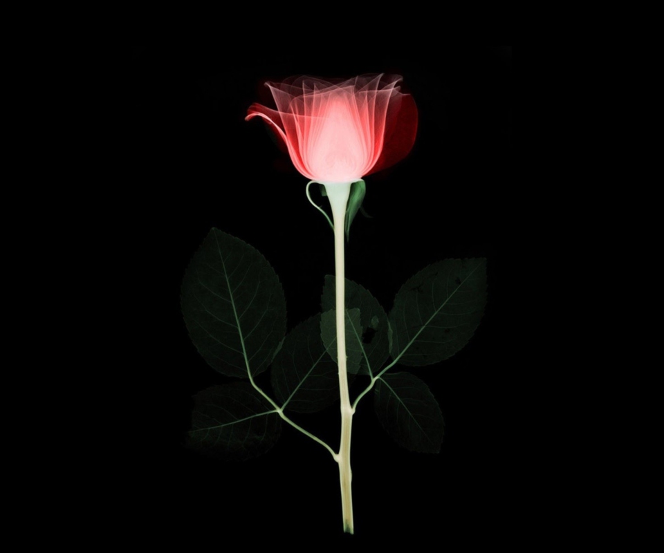 Das Tender Rose Wallpaper 960x800