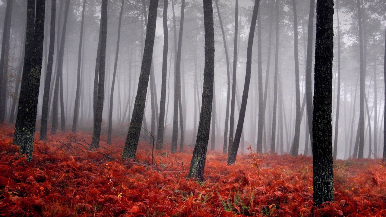 Screenshot №1 pro téma Red Forest 1280x720