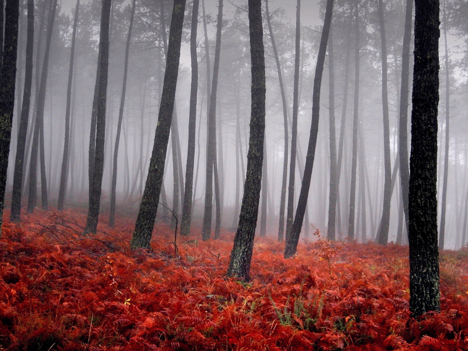 Screenshot №1 pro téma Red Forest 1600x1200