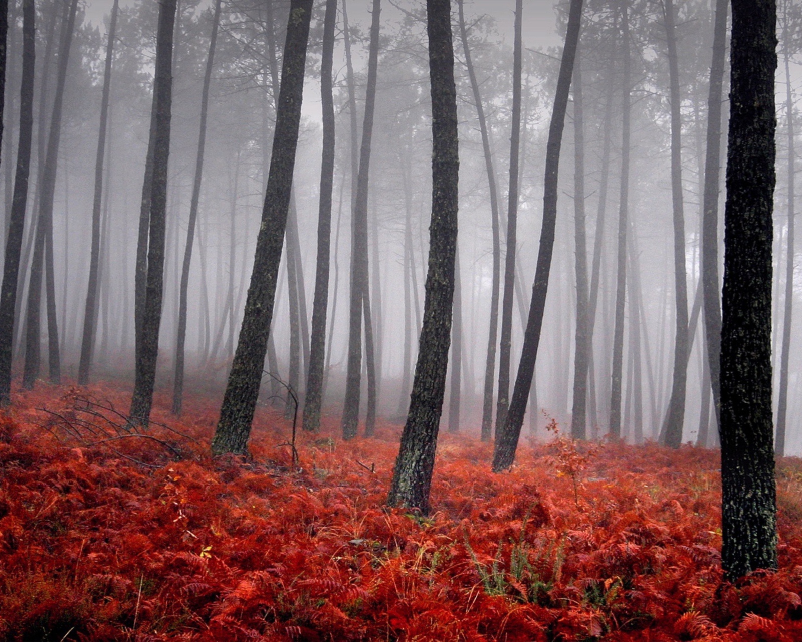Screenshot №1 pro téma Red Forest 1600x1280