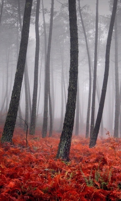 Red Forest screenshot #1 240x400
