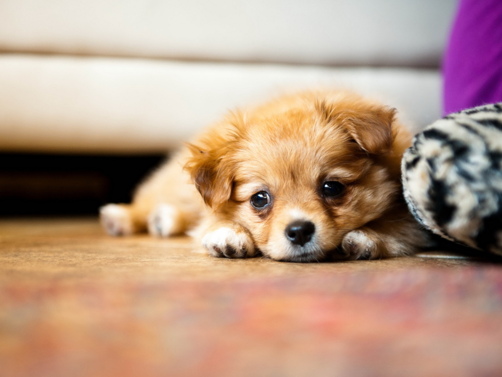 Sad Puppy wallpaper 1024x768