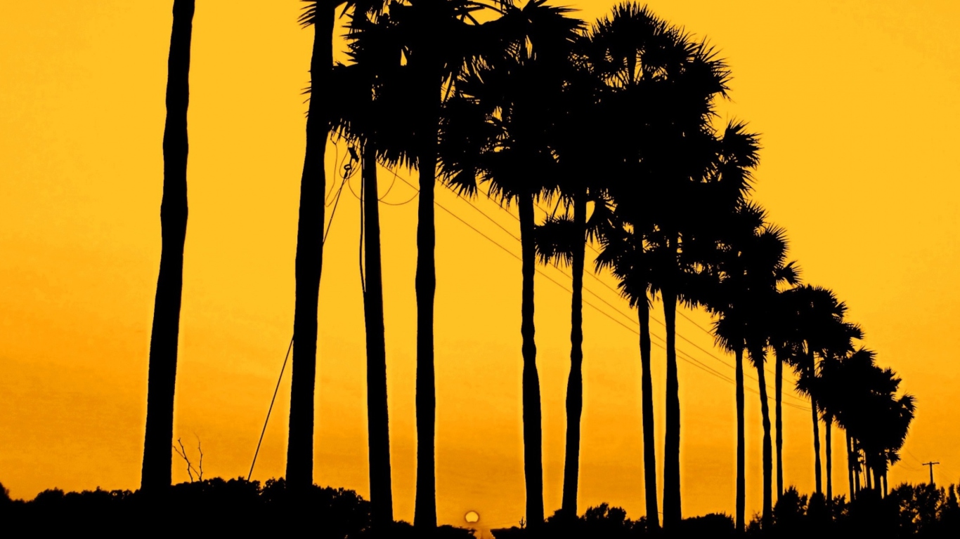 Screenshot №1 pro téma Sunset Palms 1366x768