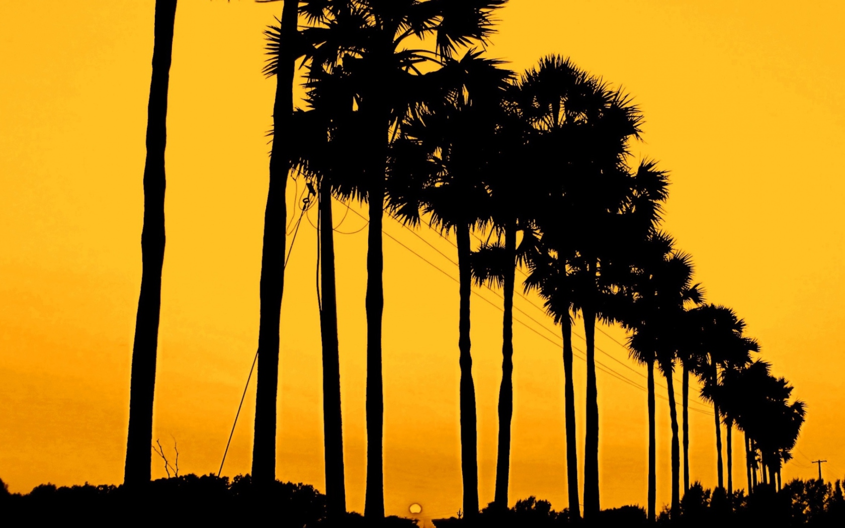 Sfondi Sunset Palms 1680x1050