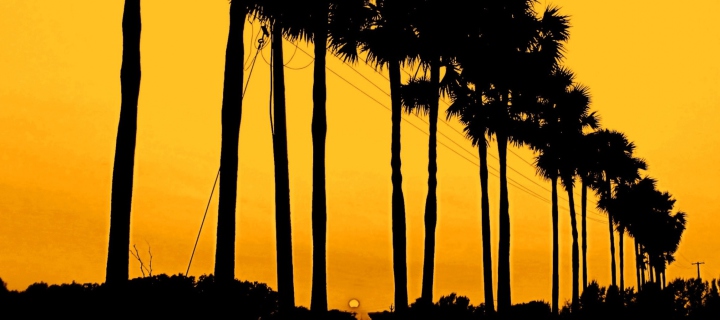 Das Sunset Palms Wallpaper 720x320