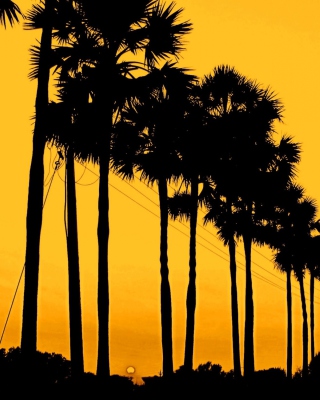 Sunset Palms - Obrázkek zdarma pro 176x220