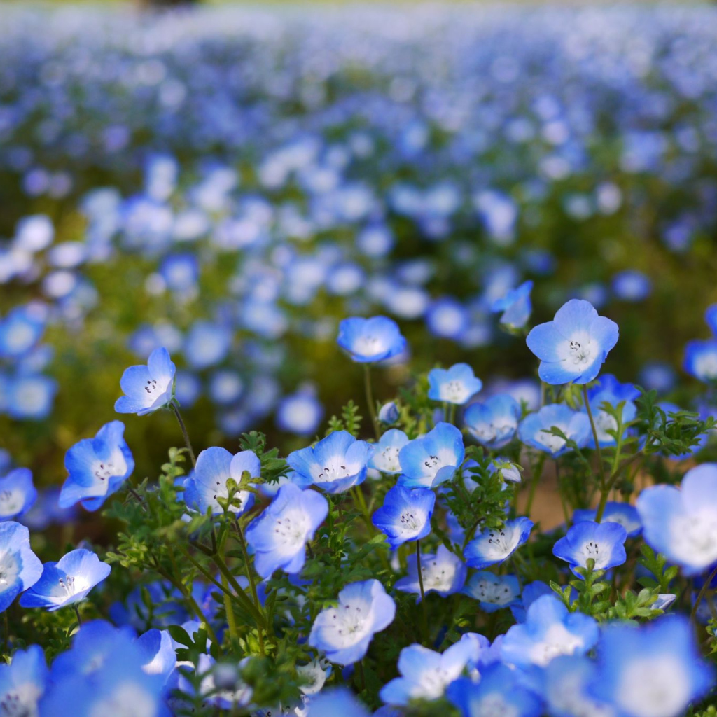 Обои Field Of Blue Flowers 1024x1024