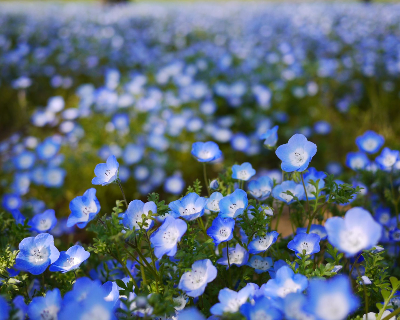 Fondo de pantalla Field Of Blue Flowers 1280x1024