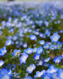 Screenshot №1 pro téma Field Of Blue Flowers 128x160