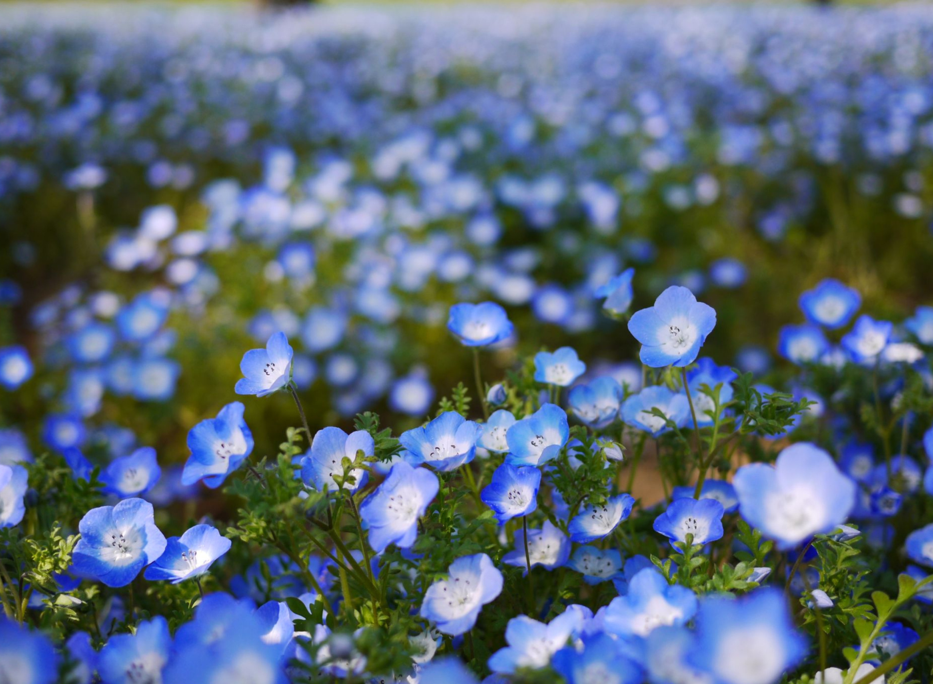 Sfondi Field Of Blue Flowers 1920x1408